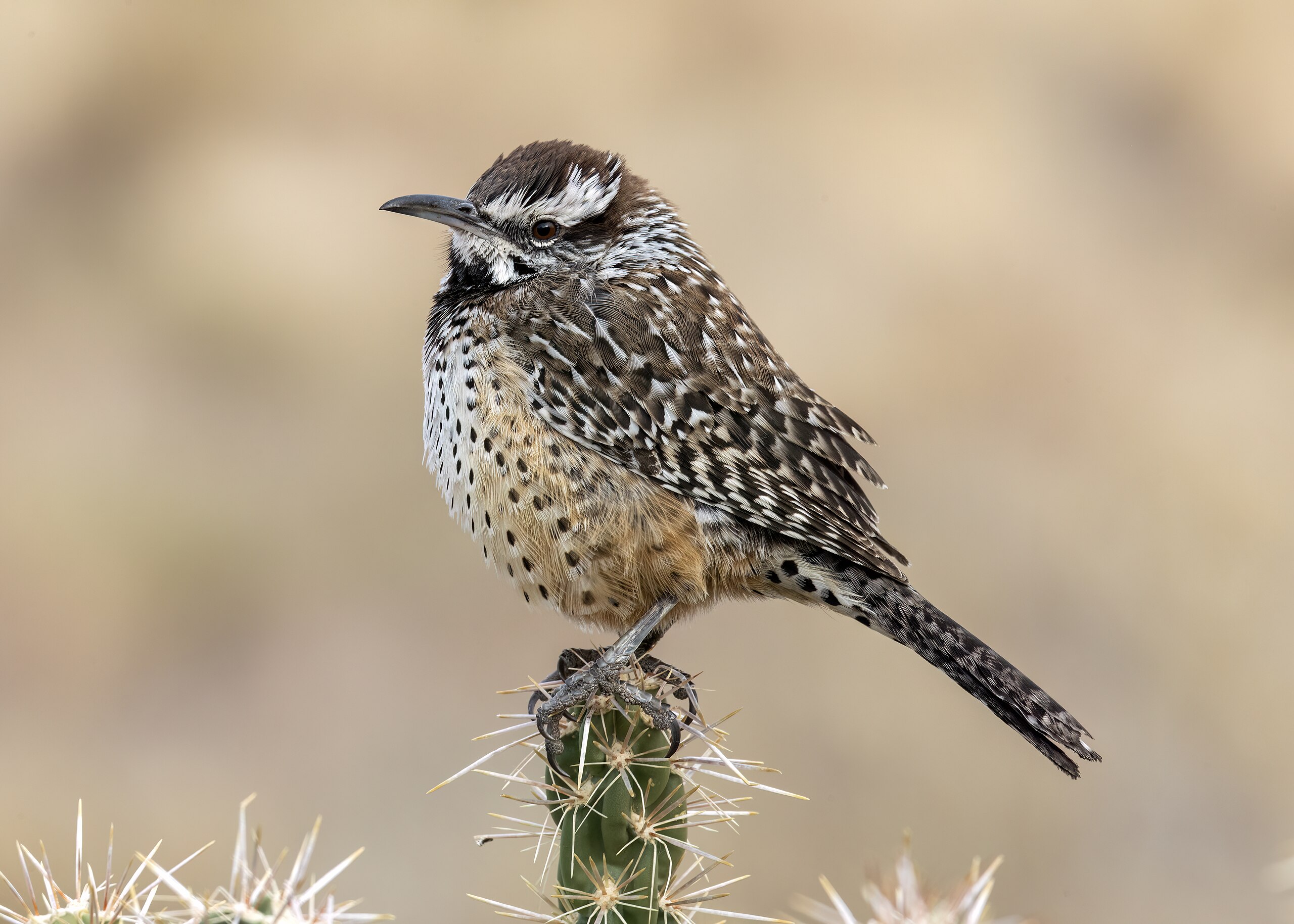 Cactus Wren