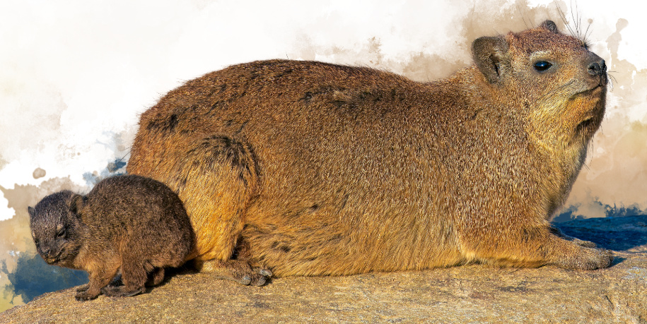 Rock Hyrax