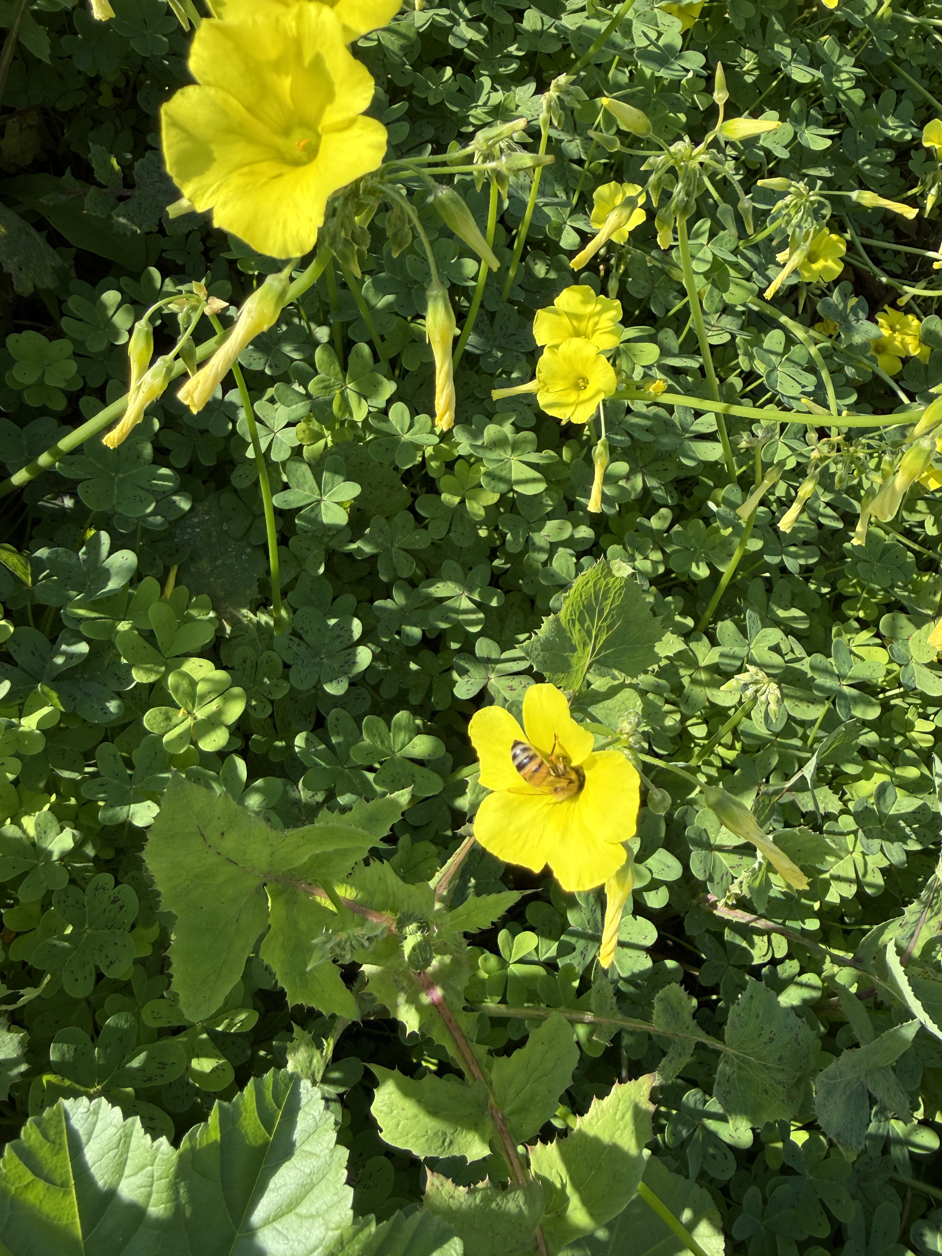 Bermuda Buttercup with Bee