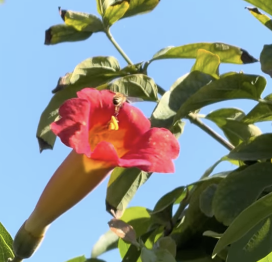 Blood Trumpet Vine Flower with Bee
