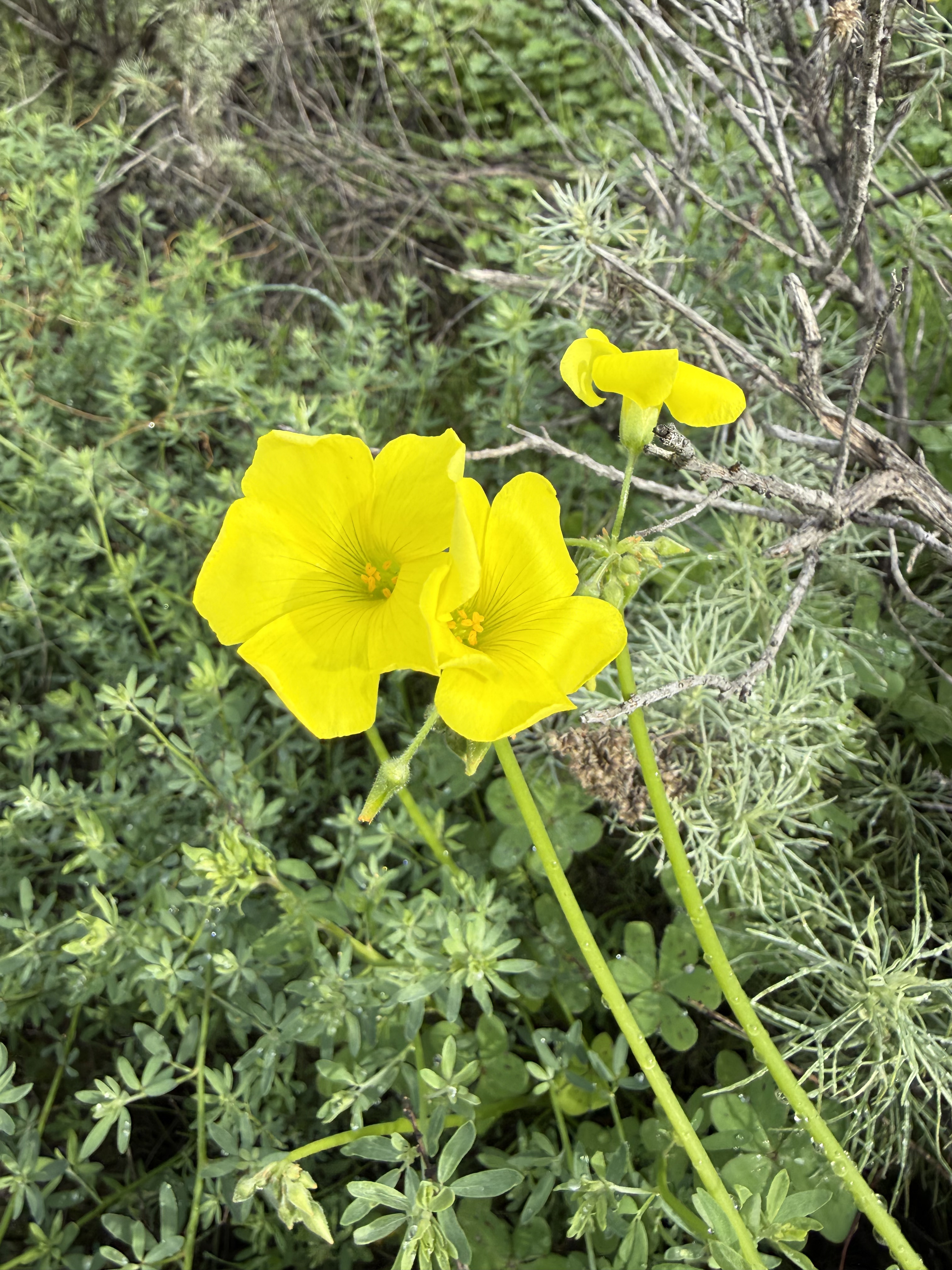 Bermuda Buttercup