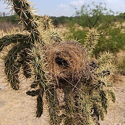 Cactus Wren Nest