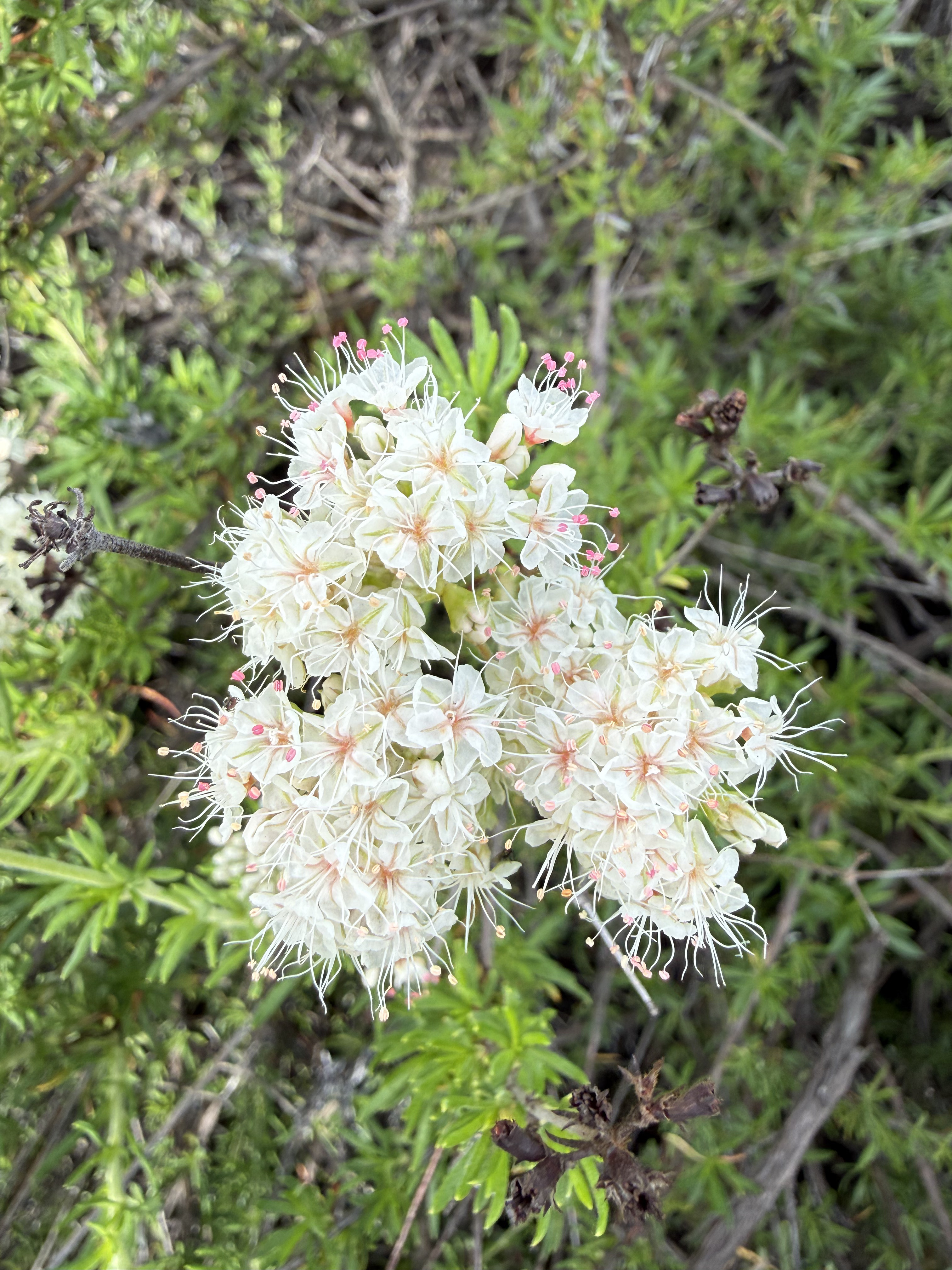 California Buckwheat