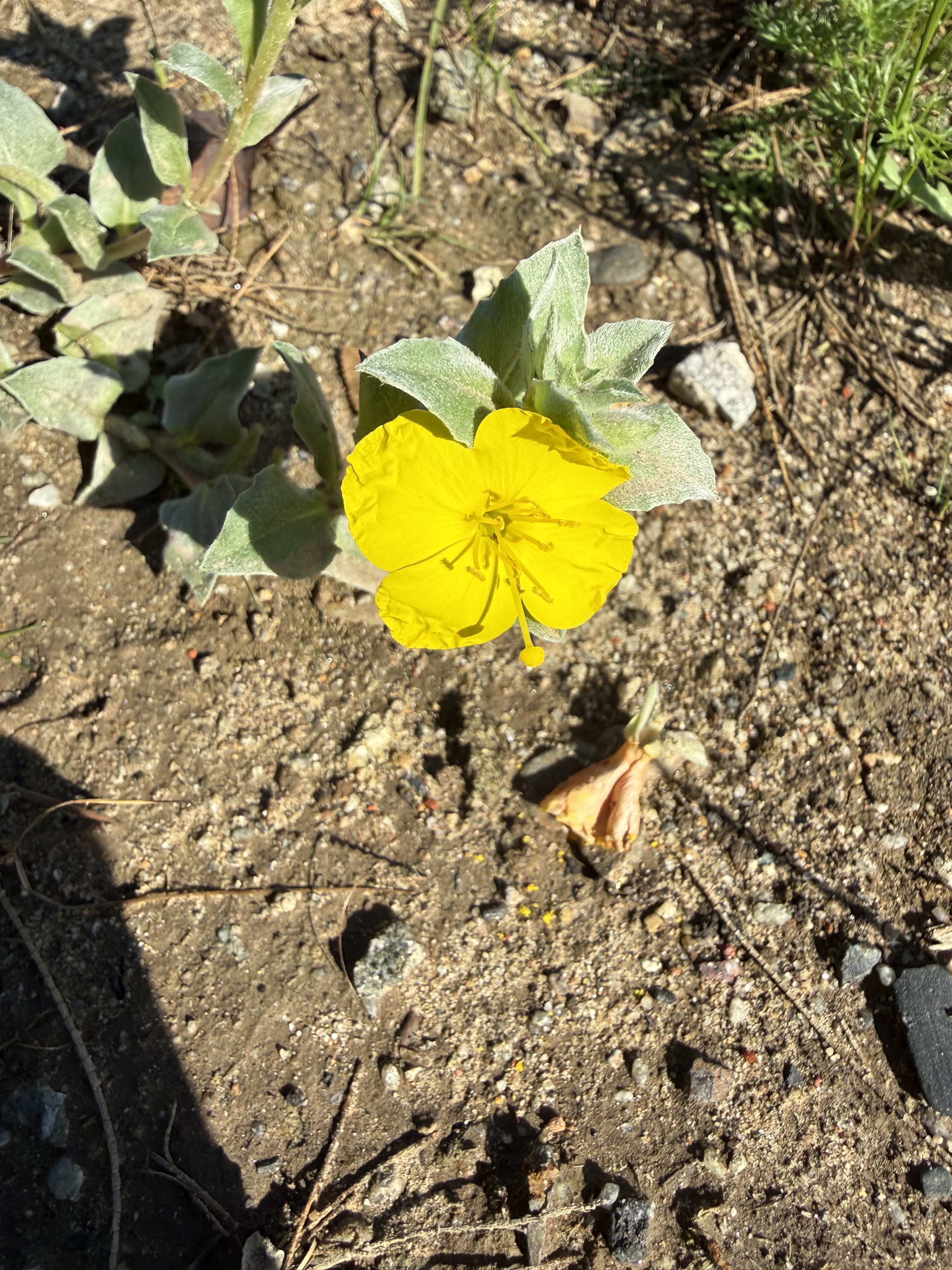 Beach Evening Primrose