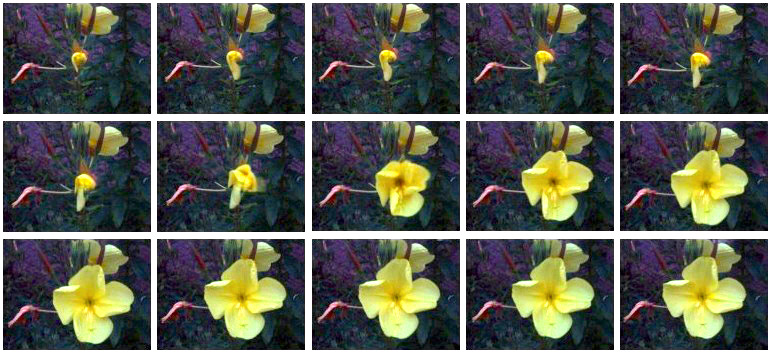 Primrose Photo Chart