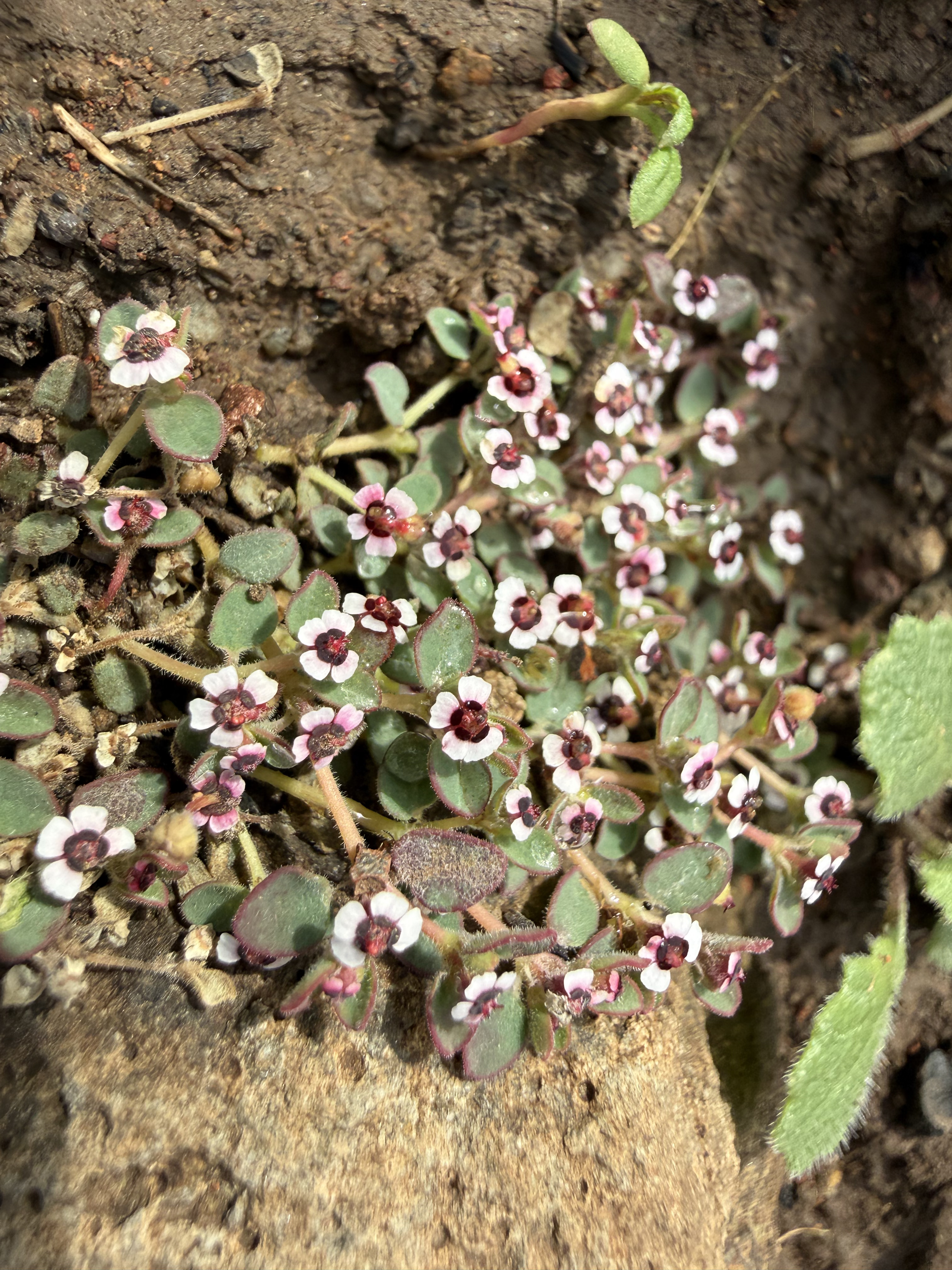 Smallseed Sandmat Flower